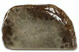 Free-Standing, Petoskey Stone (Fossil Coral) Section - Michigan #356998-1
